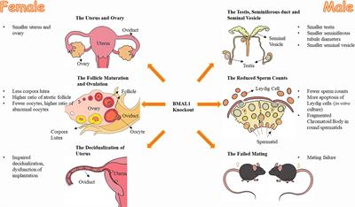 Critical Roles of the Circadian Transcription Factor BMAL1 in Reproductive Endocrinology and Fertility